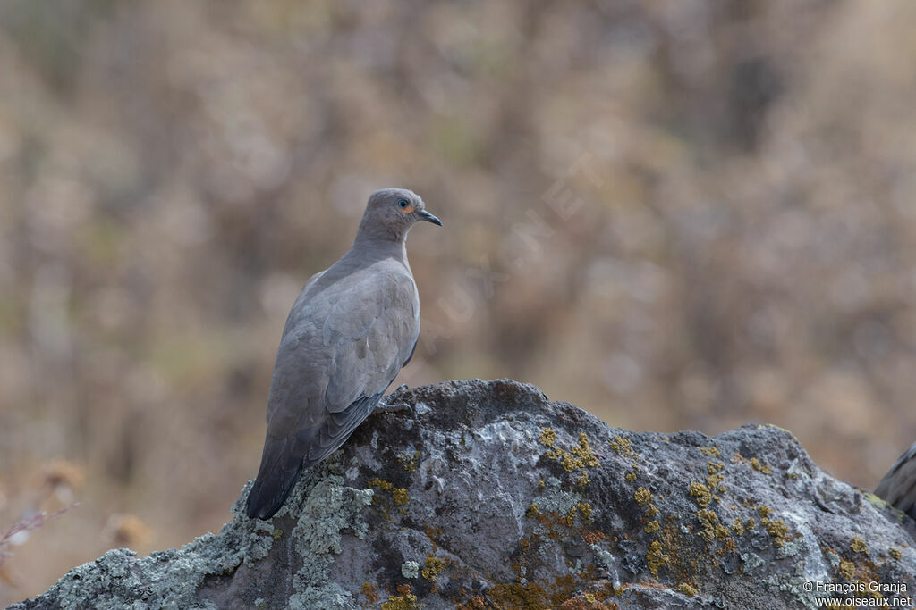 Black-winged Ground Dove