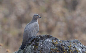 Black-winged Ground Dove