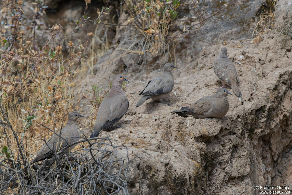 Black-winged Ground Dove