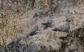 Black-winged Ground Dove