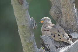 Croaking Ground Dove