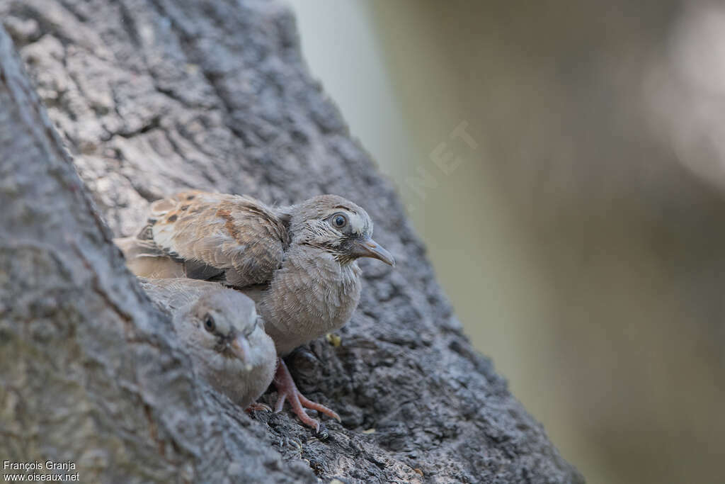 Croaking Ground DovePoussin, Reproduction-nesting