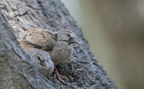 Croaking Ground Dove