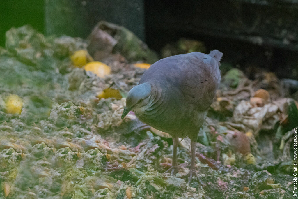 White-throated Quail-Dove