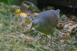 White-throated Quail-Dove