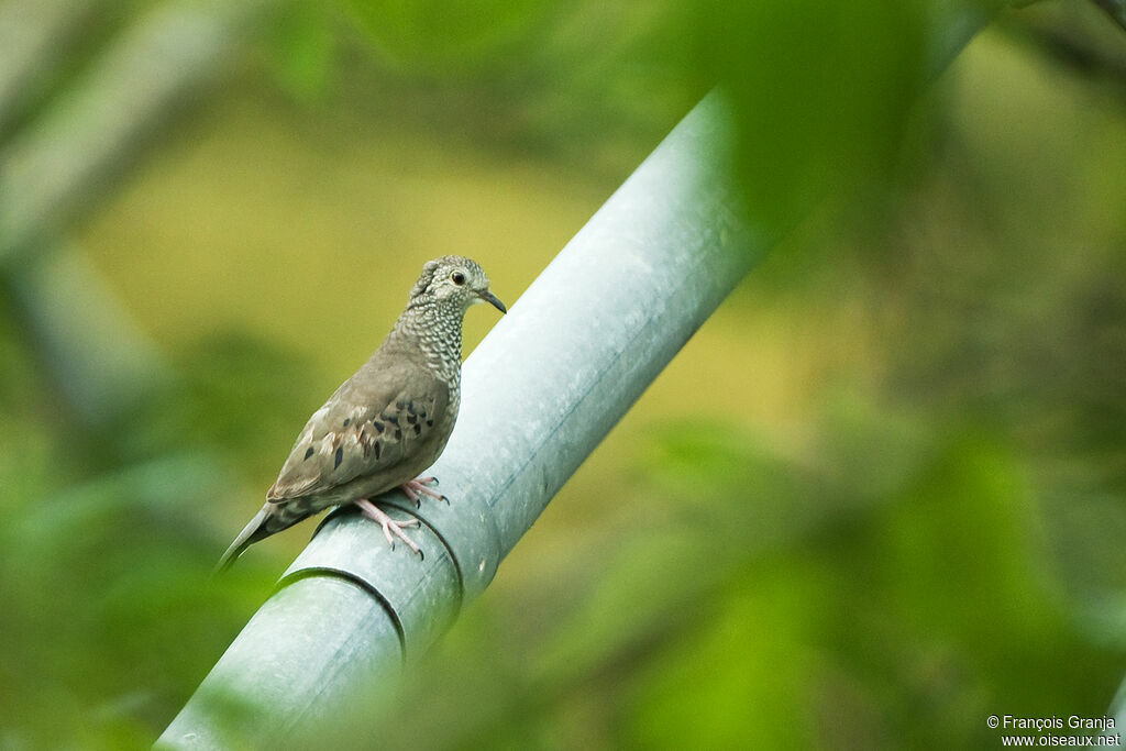 Common Ground Doveadult