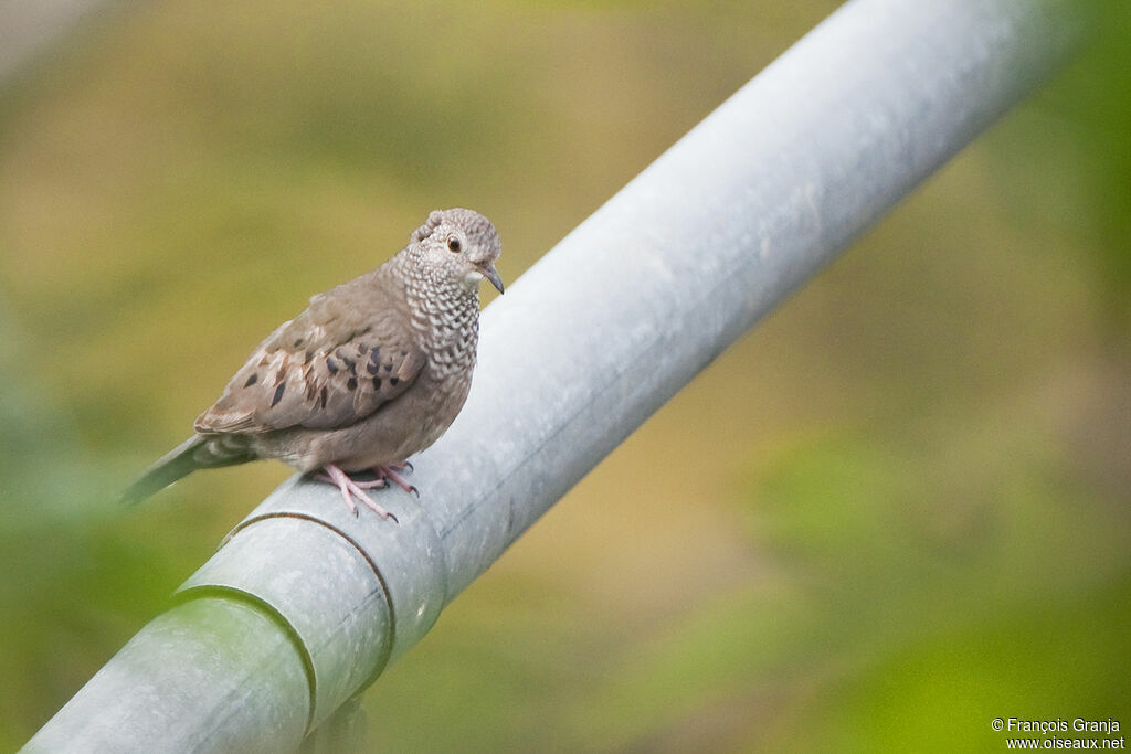 Common Ground Doveadult