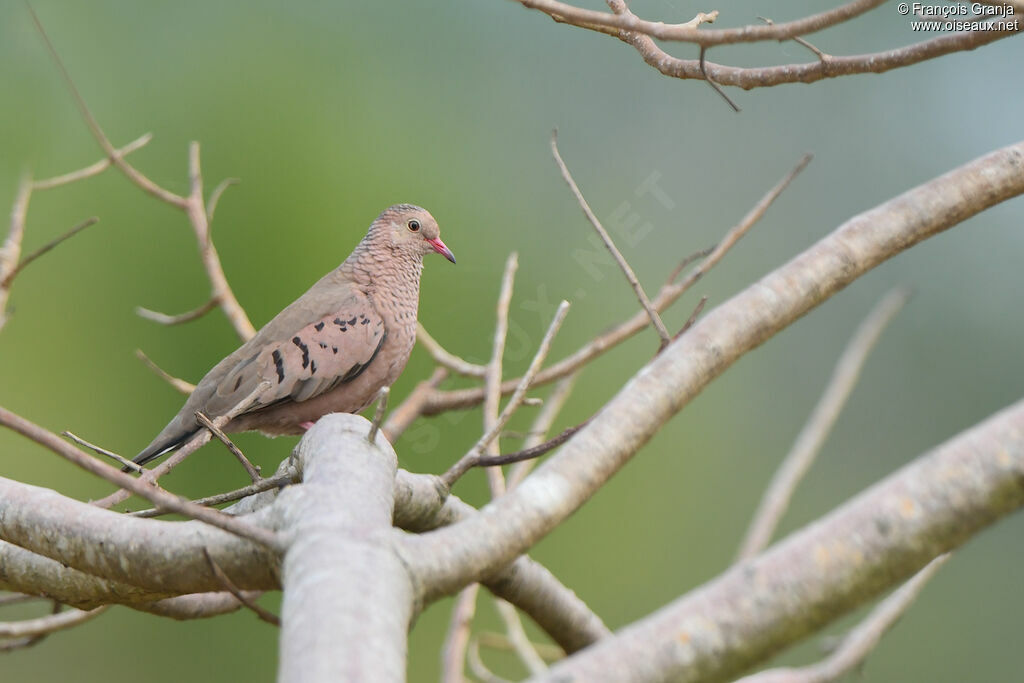 Common Ground Dove