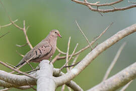 Common Ground Dove
