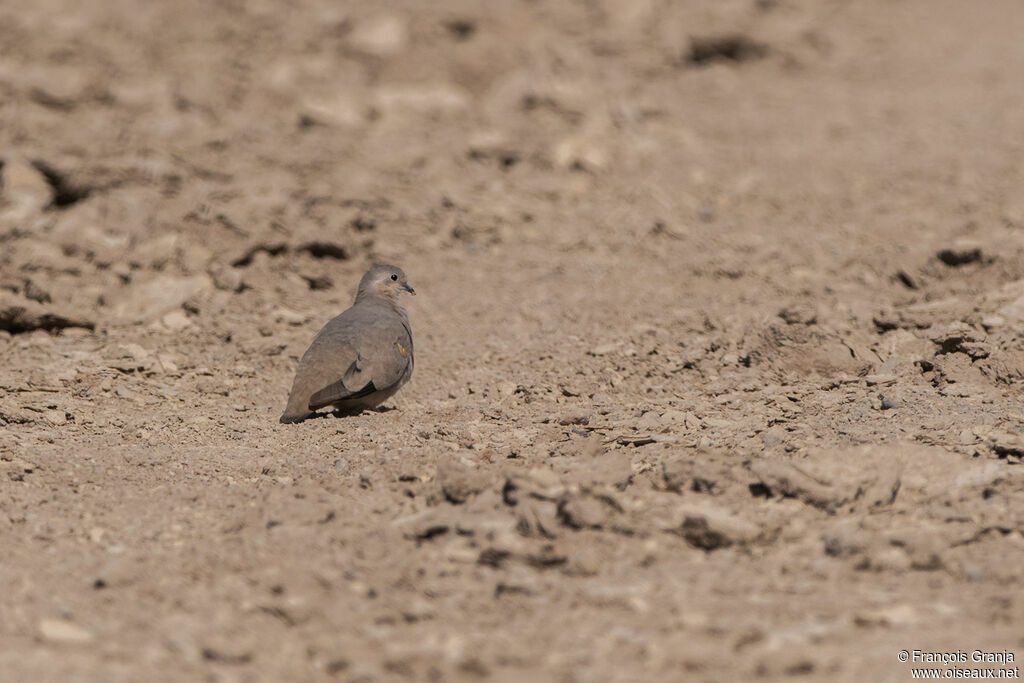 Golden-spotted Ground Dove