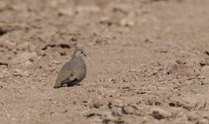 Golden-spotted Ground Dove