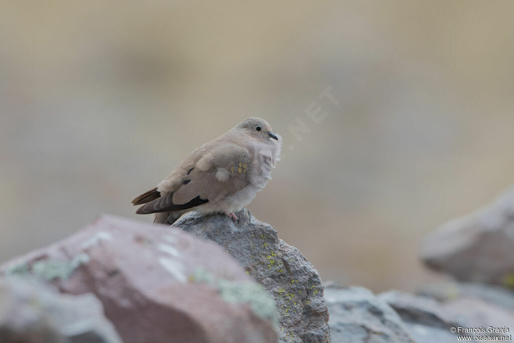 Golden-spotted Ground Dove