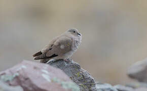 Golden-spotted Ground Dove