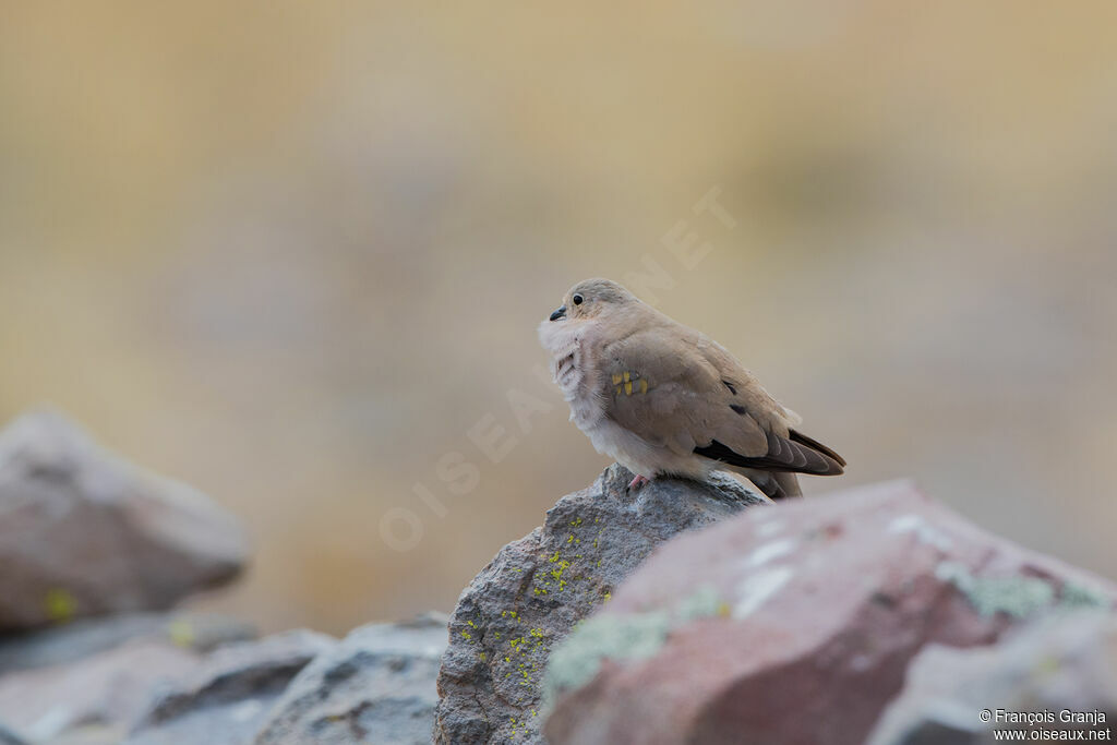 Golden-spotted Ground Dove