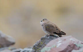 Golden-spotted Ground Dove