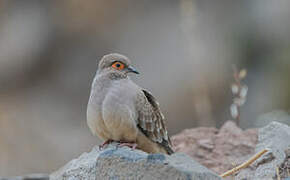 Bare-faced Ground Dove