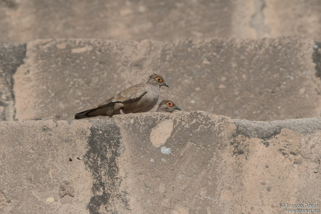 Bare-faced Ground Dove