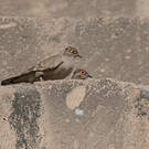 Colombe de Cécile