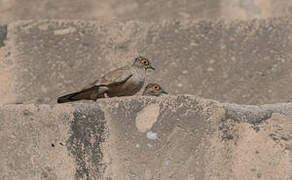 Bare-faced Ground Dove