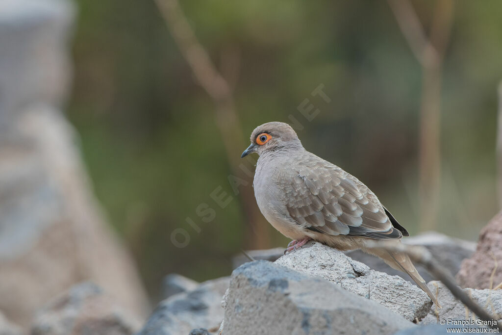 Bare-faced Ground Dove