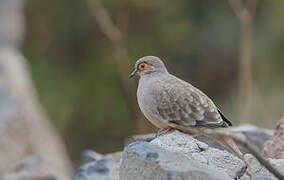 Bare-faced Ground Dove