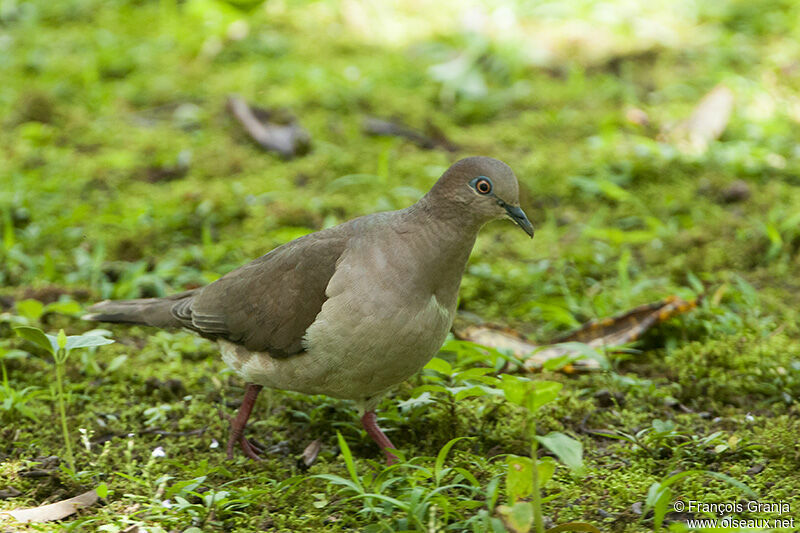 White-tipped Dove