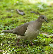 White-tipped Dove