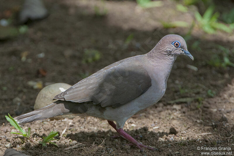 Colombe de Verreauxadulte