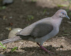 White-tipped Dove