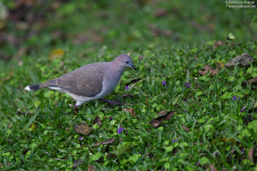 White-tipped Dove