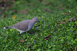 White-tipped Dove