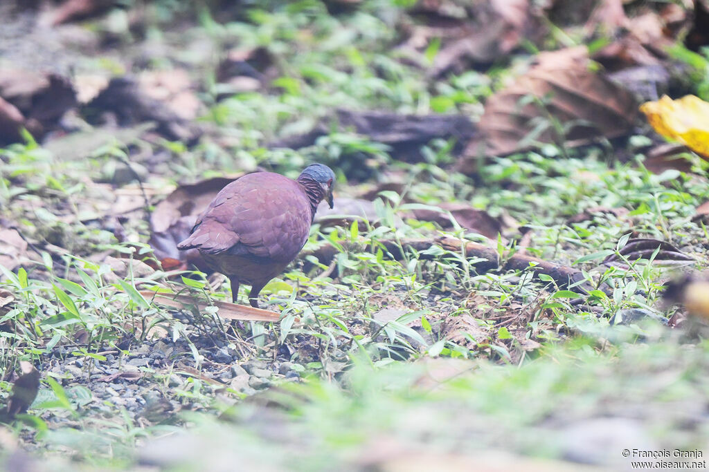 Chiriqui Quail-Dove