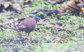 Chiriqui Quail-Dove