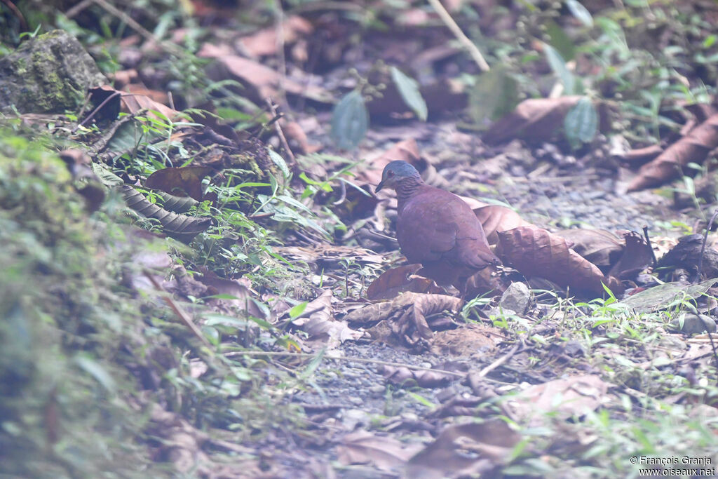 Chiriqui Quail-Dove