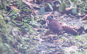 Chiriqui Quail-Dove