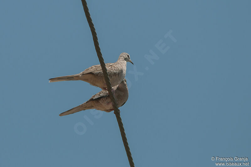 Inca Dove adult