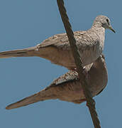 Inca Dove