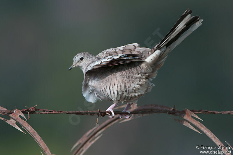 Inca Dove