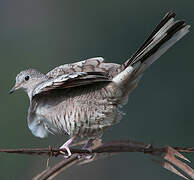 Inca Dove