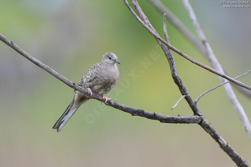 Inca Dove