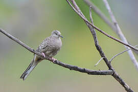 Inca Dove