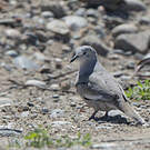 Colombe picui