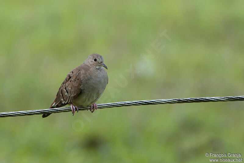 Ruddy Ground Dove female adult