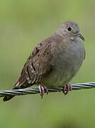 Ruddy Ground Dove