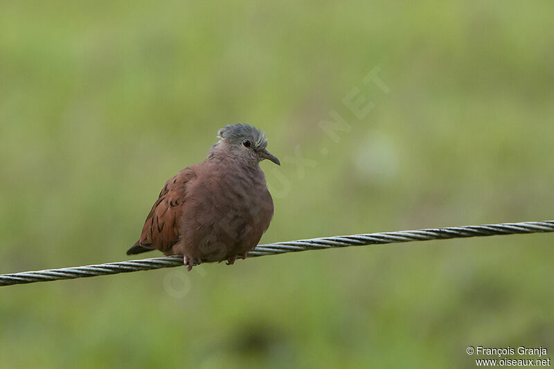 Ruddy Ground Dove male immature