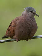 Ruddy Ground Dove