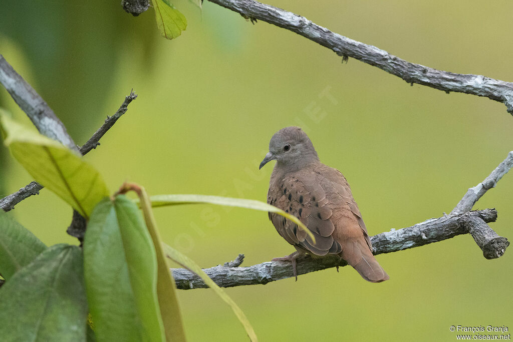 Ruddy Ground Dove