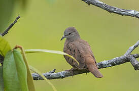 Ruddy Ground Dove