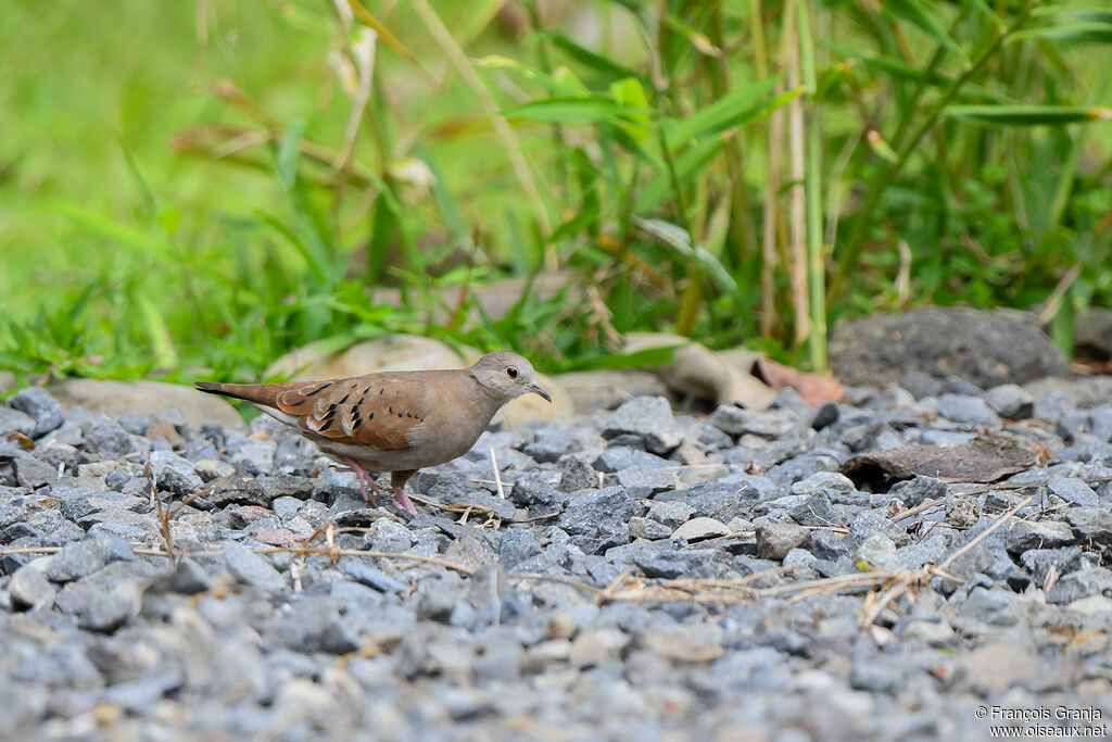 Ruddy Ground Dove