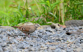 Ruddy Ground Dove